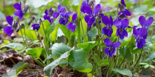 تصویر 3 از خرید و قیمت دارو گیاهی بنفشه + فروش صادراتی